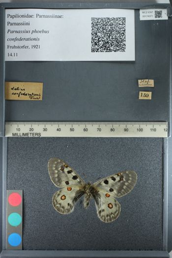 Media type: image;   Entomology 174371